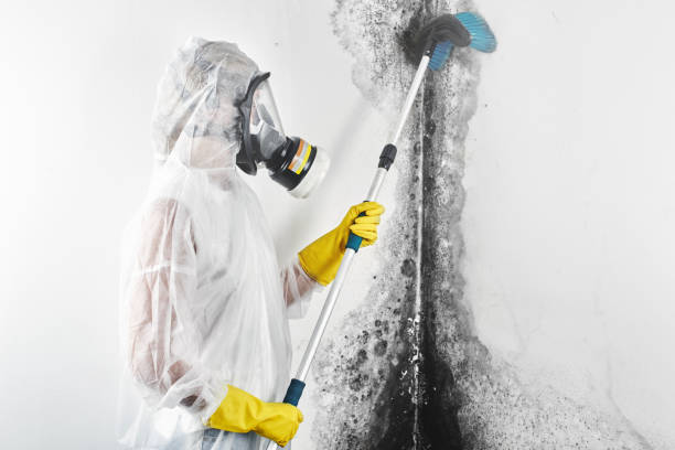 Best Mold Removal for HVAC Installations  in Corning, NY