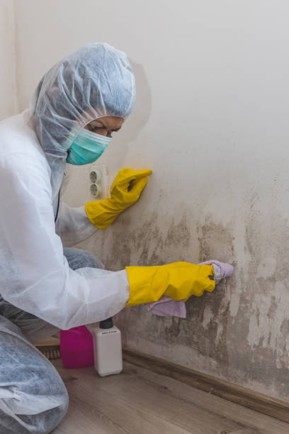 Professional Mold Removal in Corning, NY